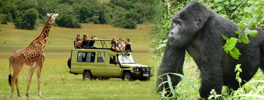 Central Africa Safari Tour!