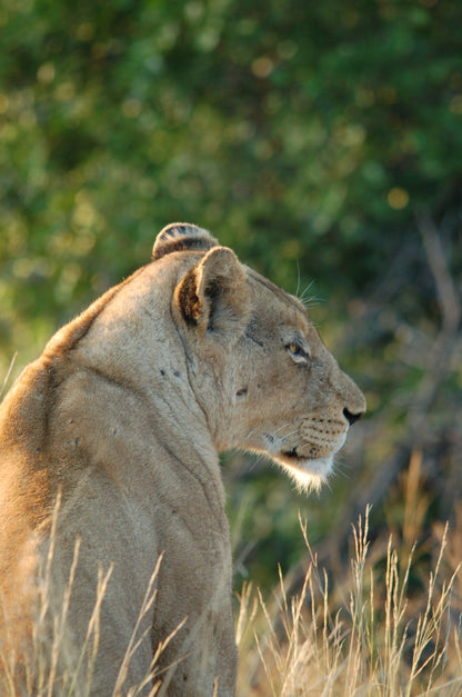 Close-up of a lioness's head peeking through grass with a blurred green background in south africa on a safari