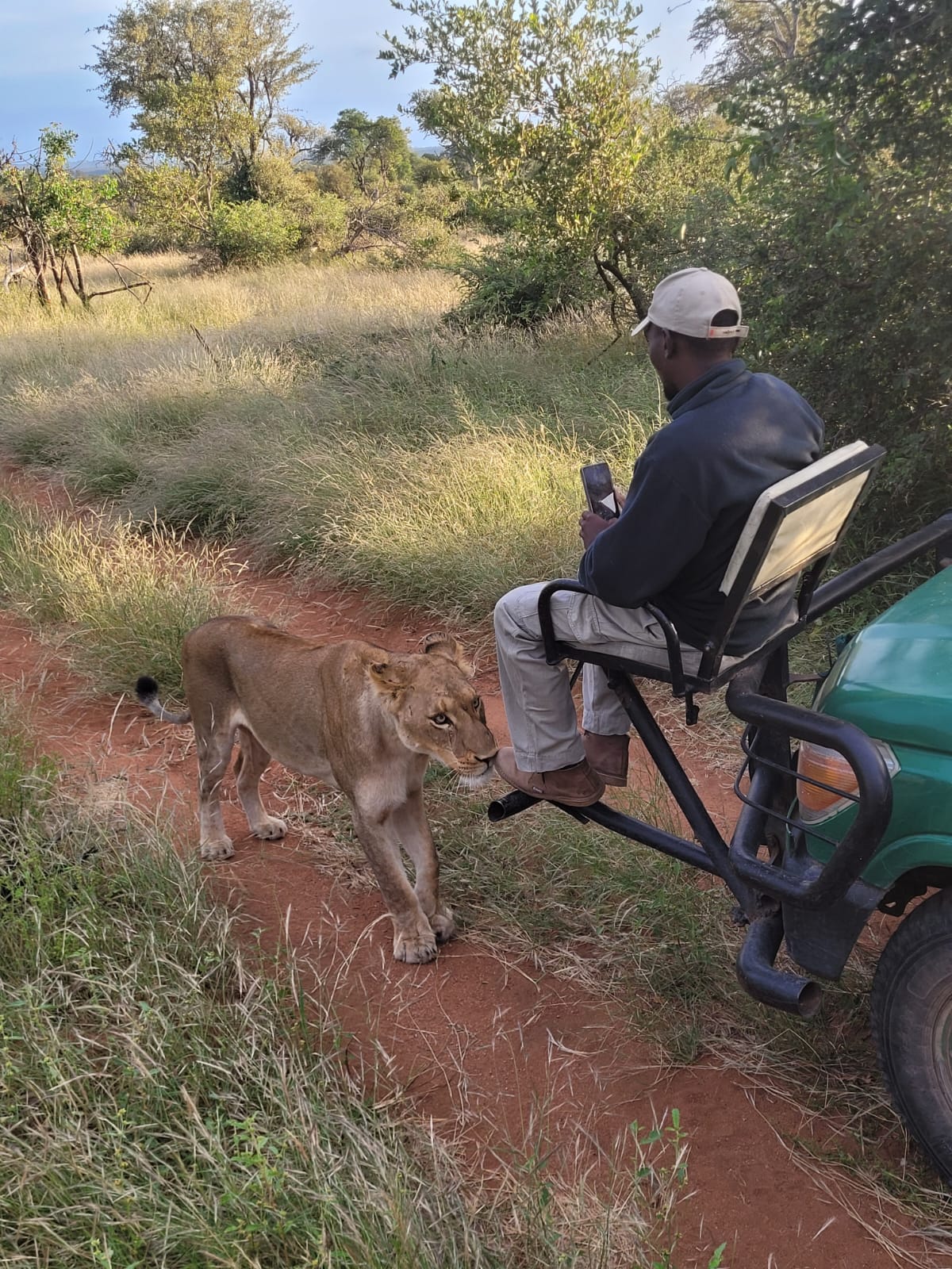 Person in a safari vehicle observing a lion on a dirt path in a natural setting in Kruger national park