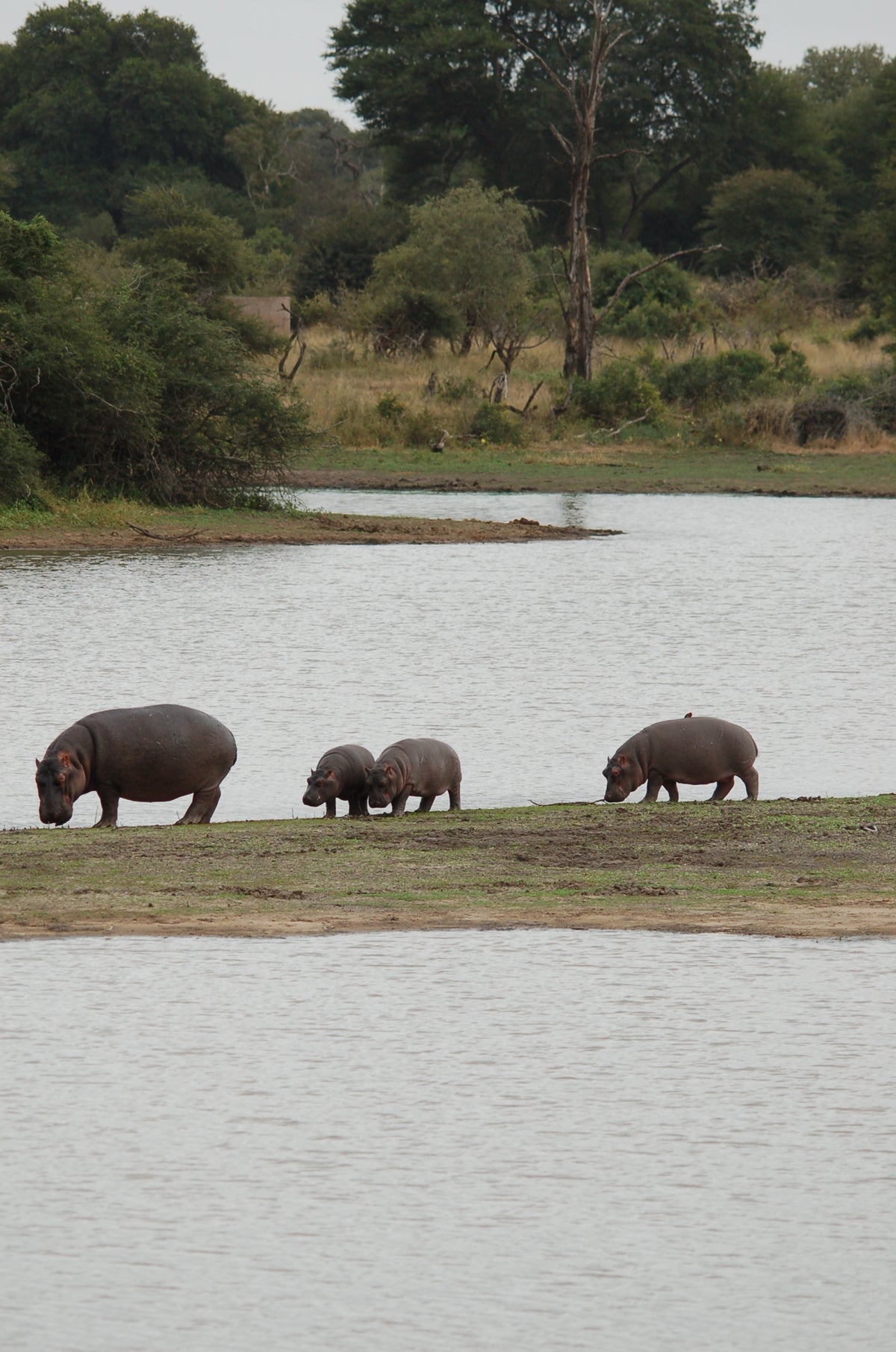 Three hippopotamuses walking along a riverbank with trees in the background