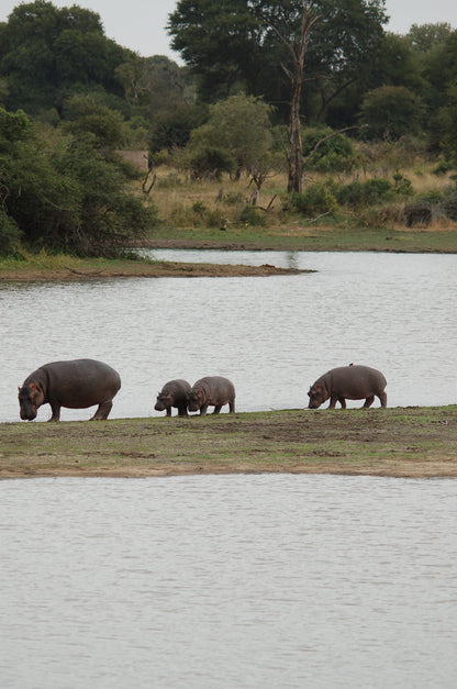 Three hippopotamuses walking along a riverbank with trees in the background