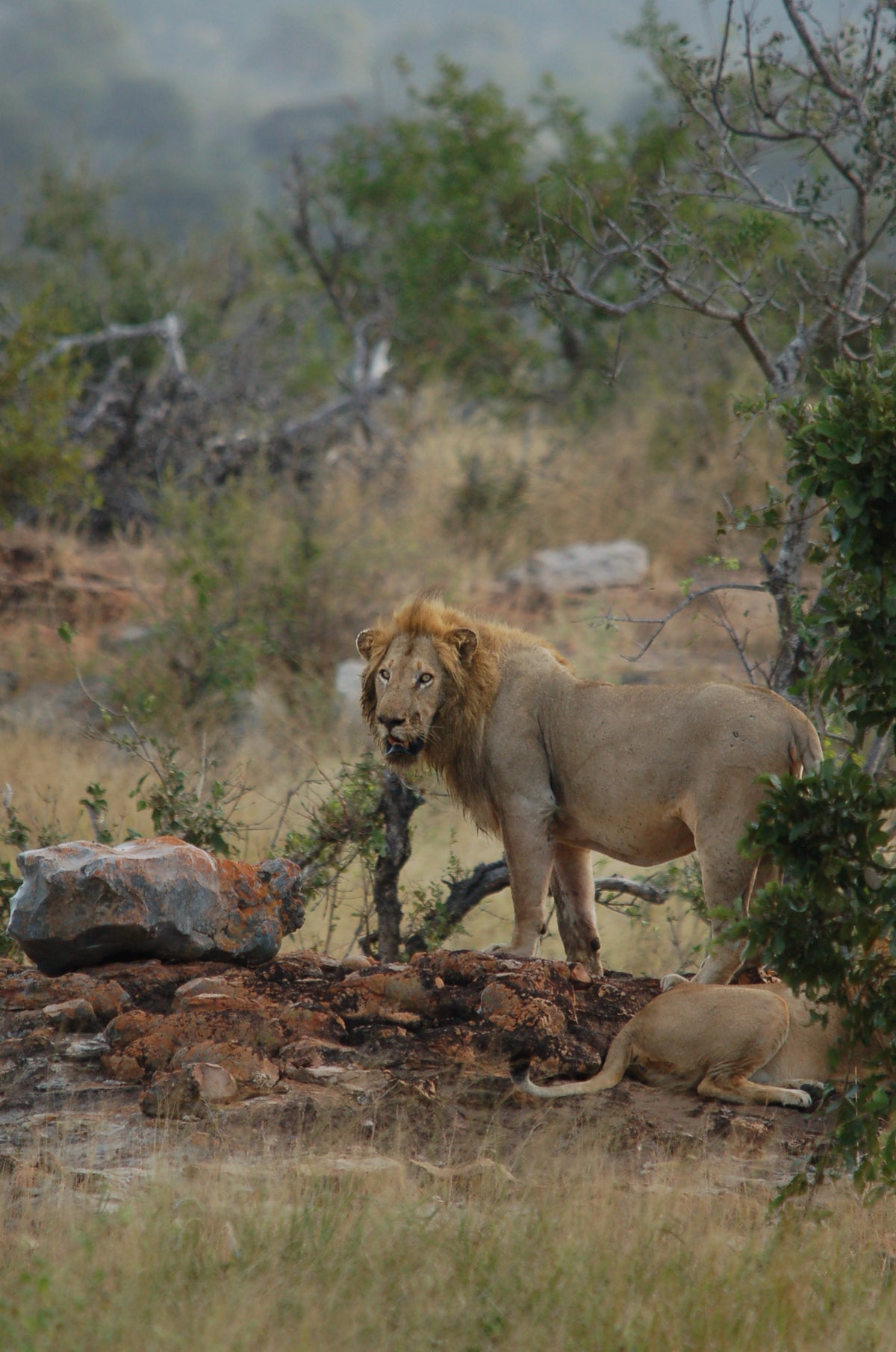 Lion standing on a rock with a natural landscape in the background in south Africa on a safari
