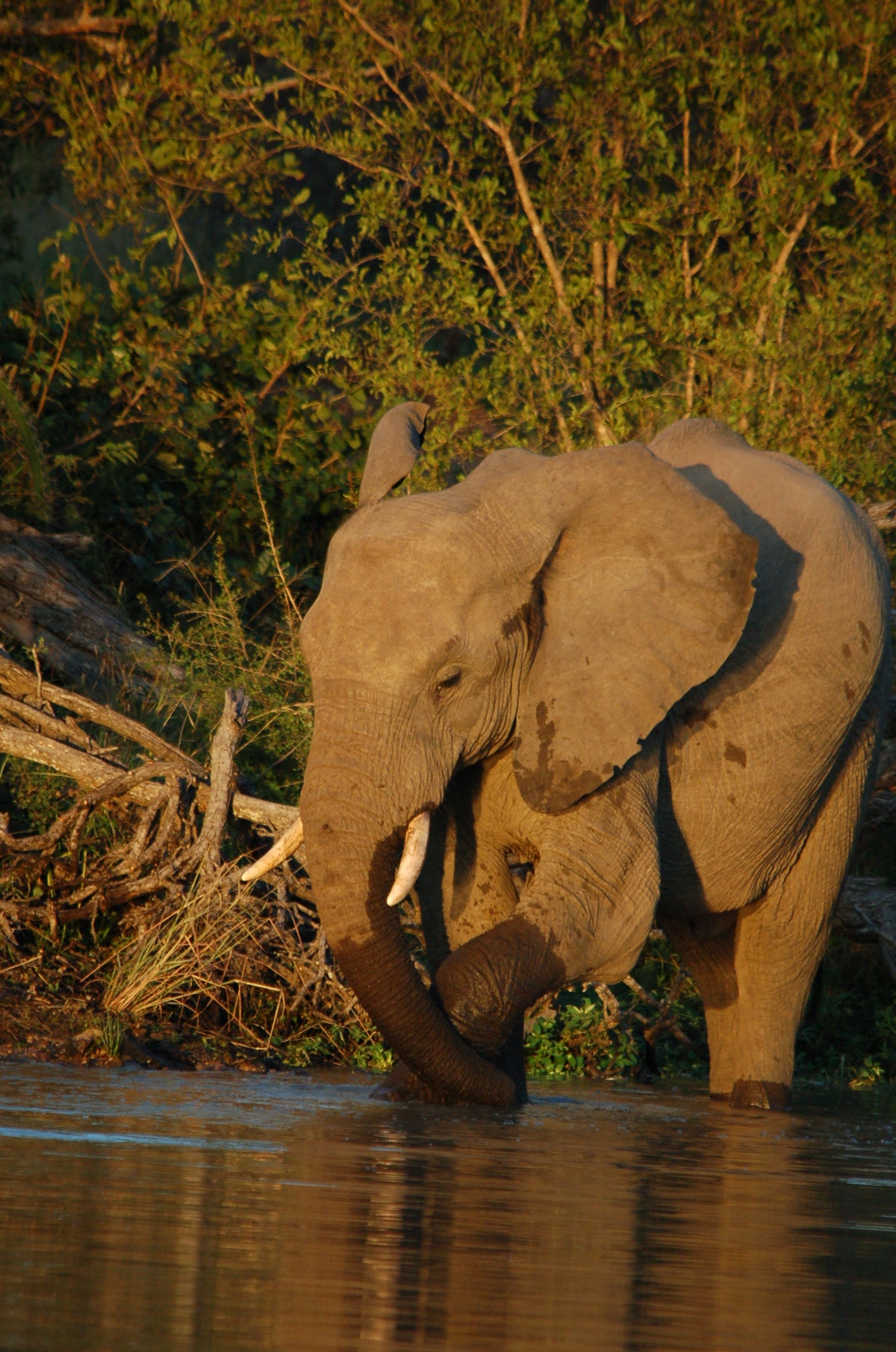 Two elephants interacting near a water body with greenery in the background in south Africa