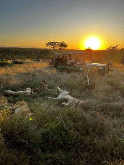 Safari vehicle with tourists observing lions at sunset in a grassy savannah in south africa on a safari near kruger national park
