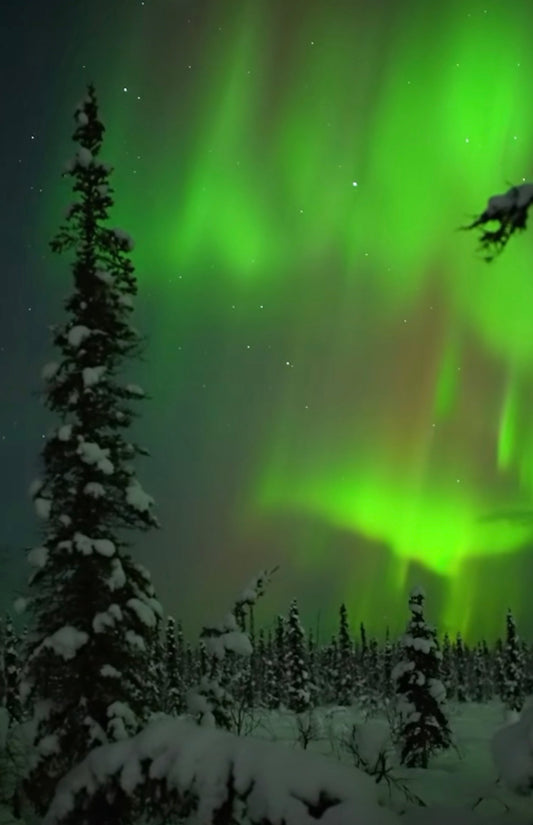 Alaska Winter Northern Lights Experience