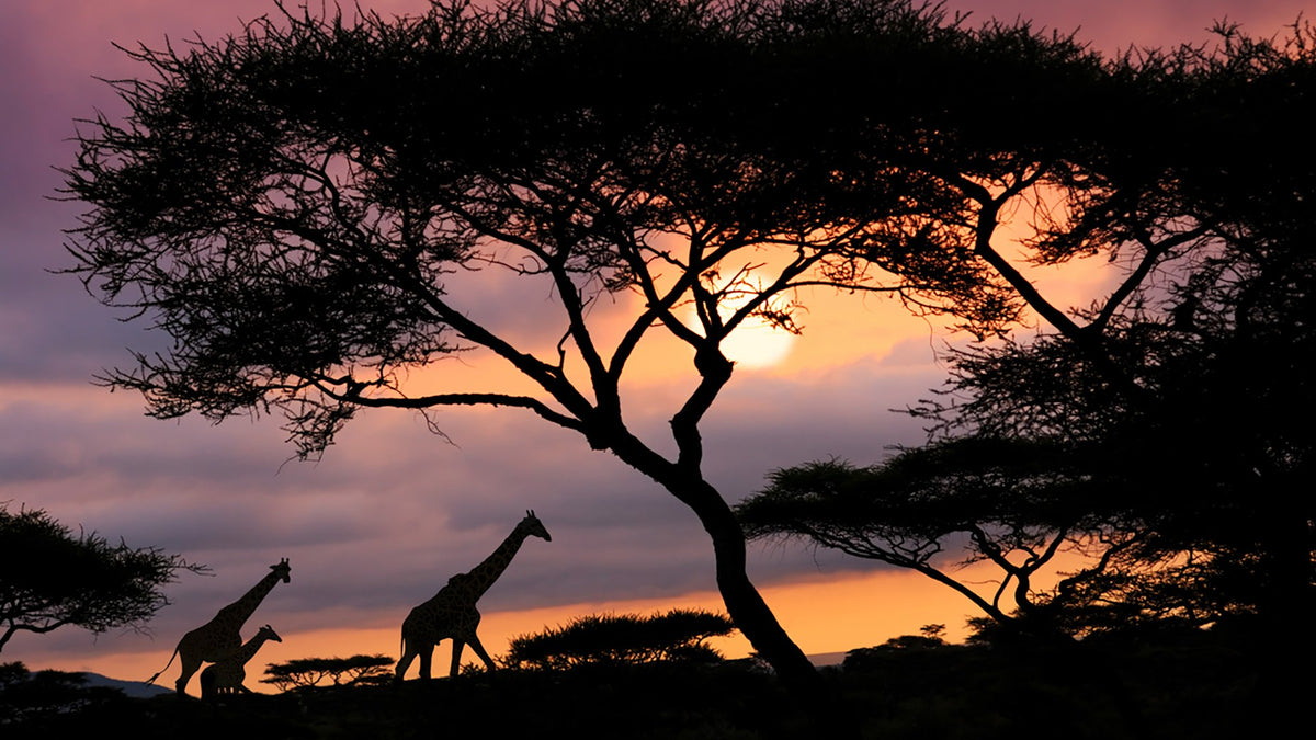 Giraffes under a tree with a sunset sky on an african safari inside tanzania 