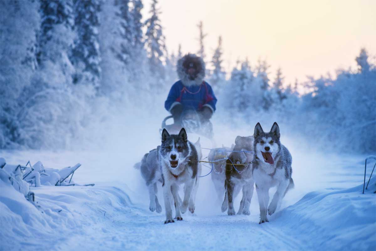 Husky dogs pulling a sled with a person in a snowy landscape.