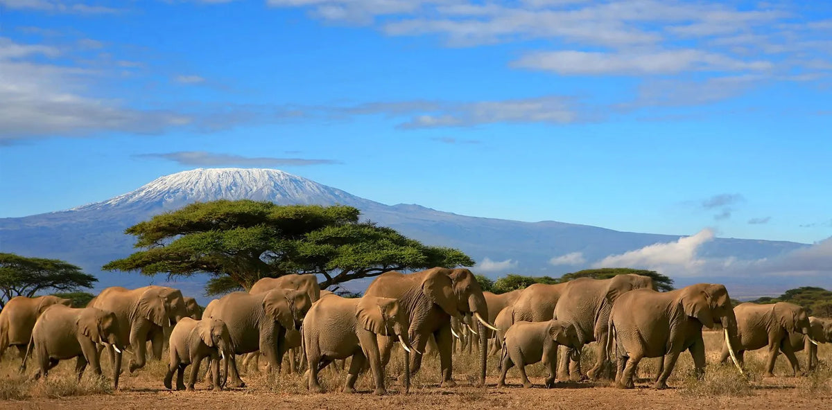 Herd of elephants walking in a savanna with Mount Kilimanjaro in the background on a safari in Tanzania