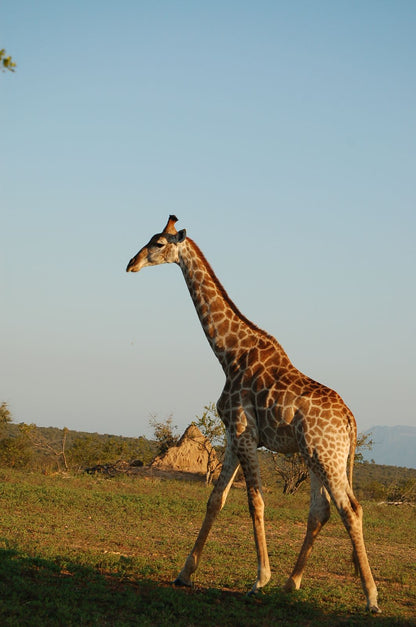 Giraffe stretching its neck towards a tree in a grassy field with a clear blue sky on an african safari.