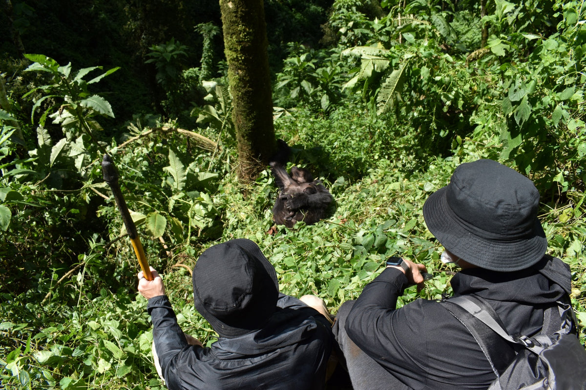 Two people in dark clothing with hats in a forest setting, one holding a long tool observing a mountain gorilla and its baby in Uganda