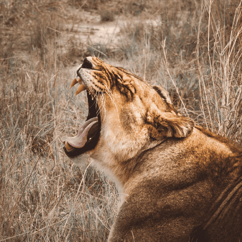 Zimbabwe African Safari, Wildlife Encounters, & Victoria Falls Experience