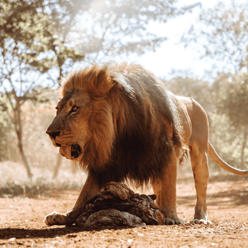 Zimbabwe African Safari, Wildlife Encounters, & Victoria Falls Experience