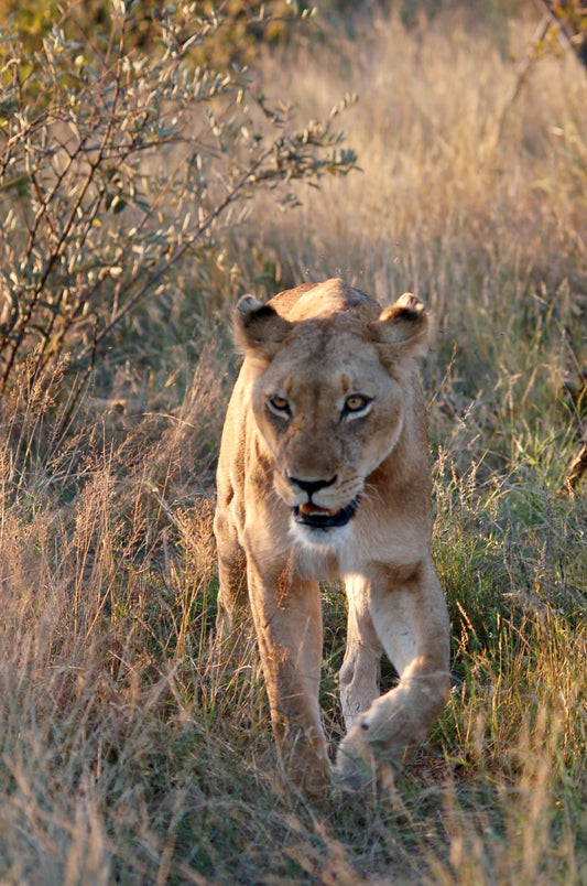 Lioness walking through tall grass in the Serengeti