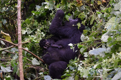 Two gorillas interacting in a forest setting in Uganda 