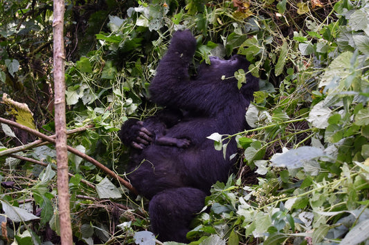 Two gorillas interacting in a forest setting in Uganda 