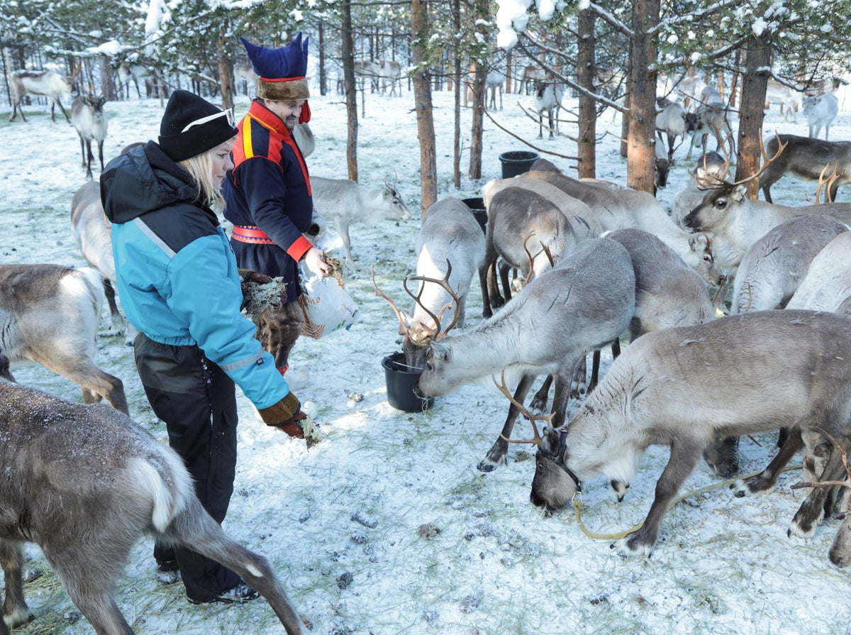 Finland Winter Northern Lights Experience