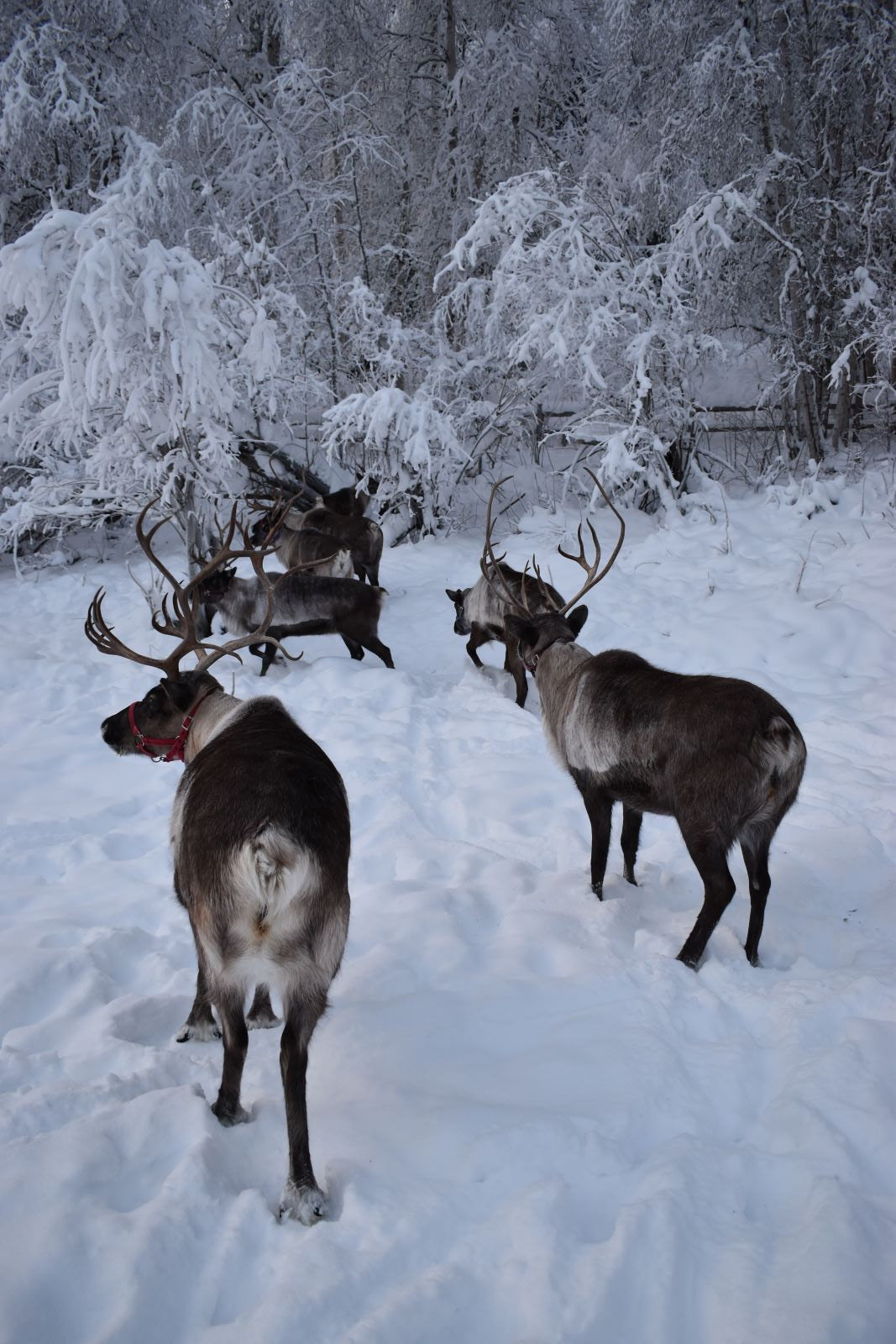 Three reindeer lying on a snowy ground with a icy water body in the background.