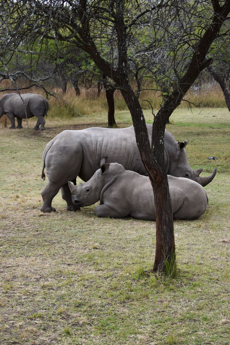 Zimbabwe African Safari, Wildlife Encounters, & Victoria Falls Experience