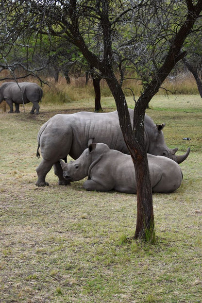 Zimbabwe African Safari, Wildlife Encounters, & Victoria Falls Experience
