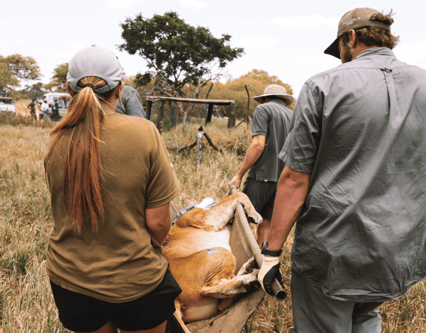 Zimbabwe African Safari, Wildlife Encounters, & Victoria Falls Experience