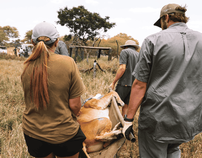 Zimbabwe African Safari, Wildlife Encounters, & Victoria Falls Experience