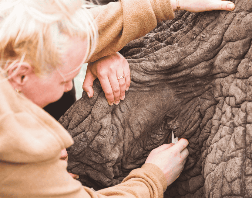 Zimbabwe African Safari, Wildlife Encounters, & Victoria Falls Experience