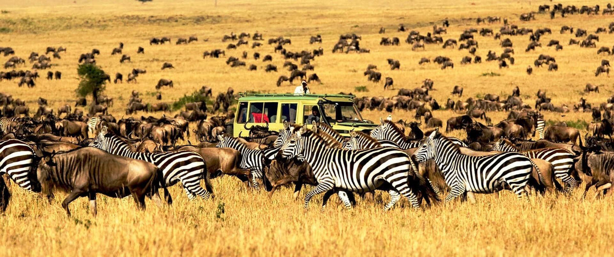 Wildebeests and zebras in a grassland with a safari vehicle in the background in tanzania 