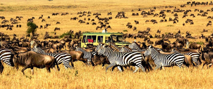 Wildebeests and zebras in a grassland with a safari vehicle in the background in tanzania 