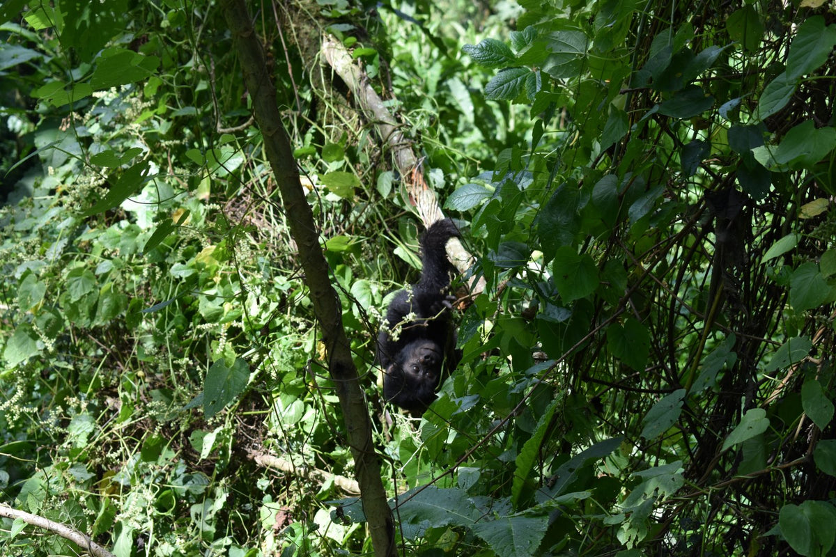 baby mountain gorilla playing in Uganda