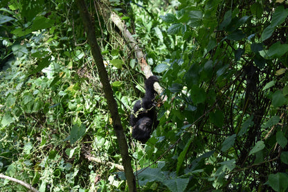 baby mountain gorilla playing in Uganda