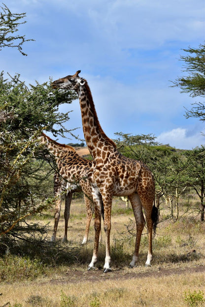 Zimbabwe African Safari, Wildlife Encounters, & Victoria Falls Experience