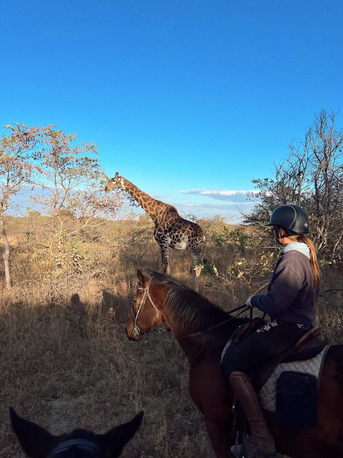 Zimbabwe African Safari, Wildlife Encounters, & Victoria Falls Experience