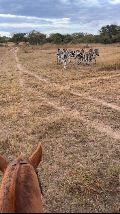 Zimbabwe African Safari, Wildlife Encounters, & Victoria Falls Experience