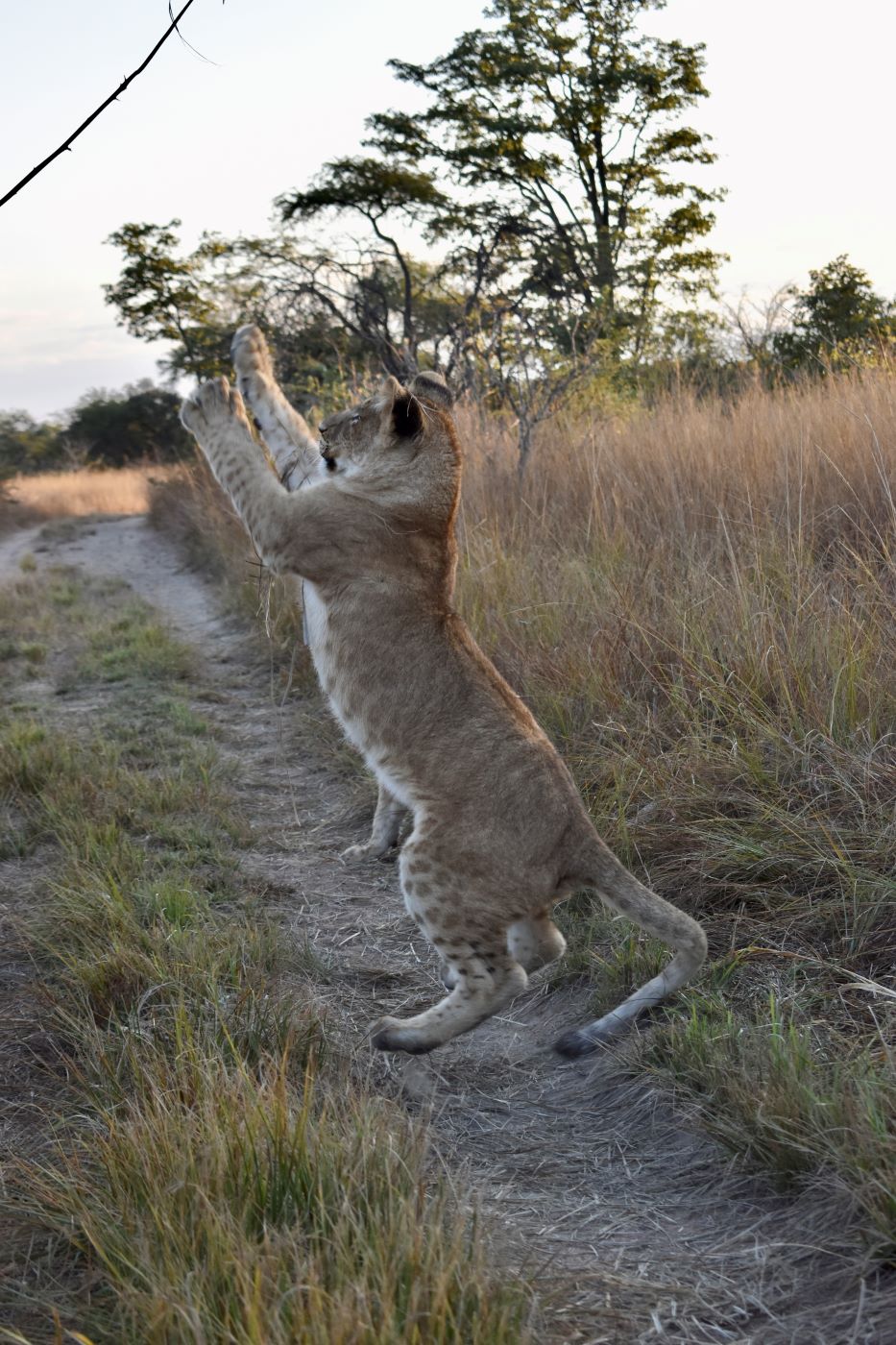 Zimbabwe African Safari, Wildlife Encounters, & Victoria Falls Experience