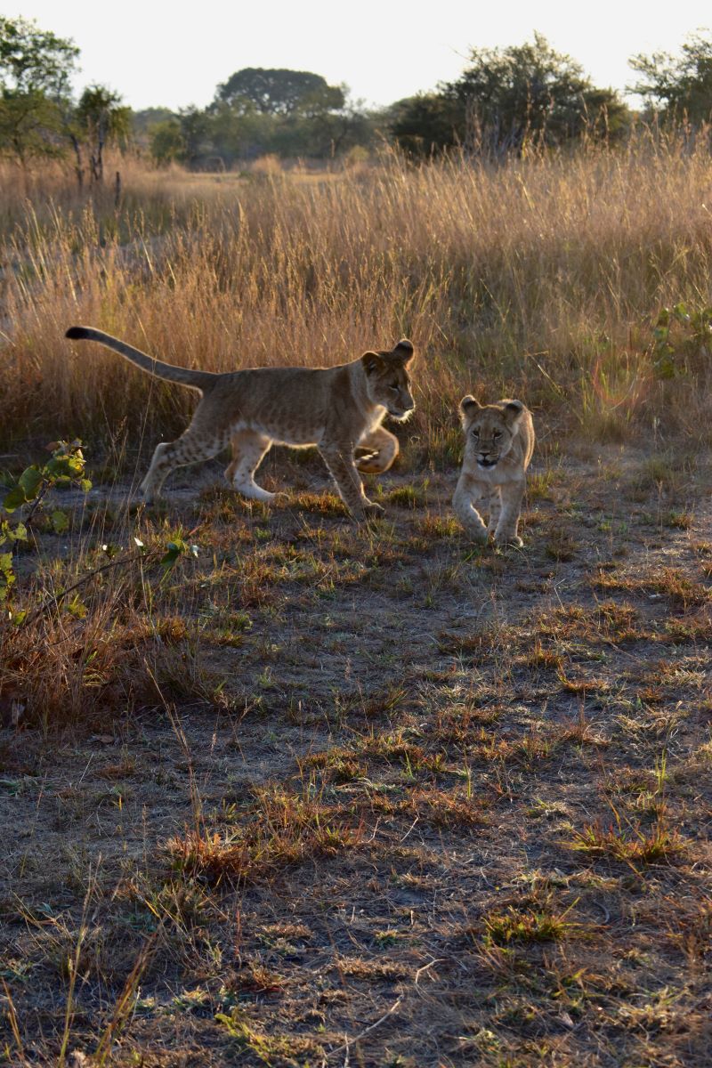 Zimbabwe African Safari, Wildlife Encounters, & Victoria Falls Experience