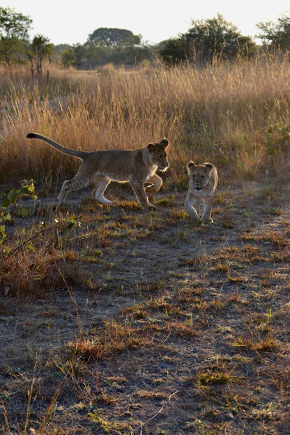 Zimbabwe African Safari, Wildlife Encounters, & Victoria Falls Experience