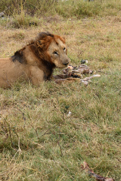 Zimbabwe African Safari, Wildlife Encounters, & Victoria Falls Experience