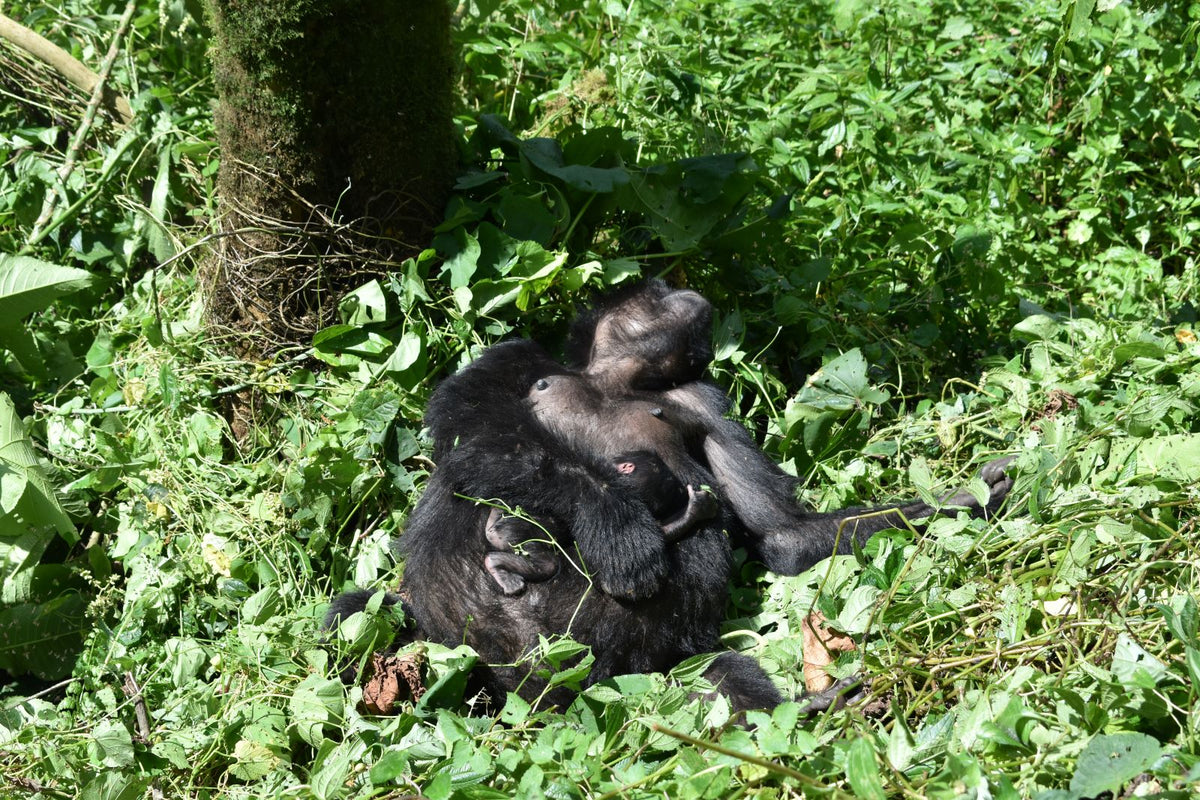 Mountain Gorilla lying on the ground in a forest setting in uganda 